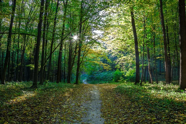 Väg i vårskogen — Stockfoto