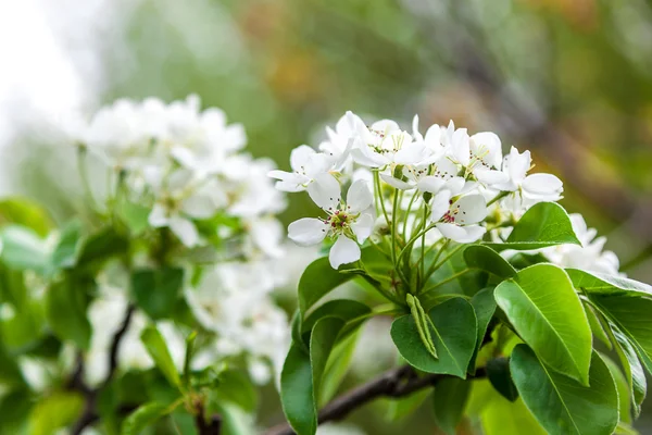 Blossoming branch of a pear tree. — Stock Photo, Image