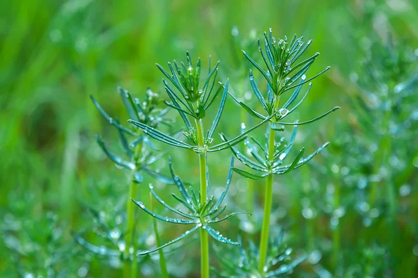 Herbe de prairie de montagne dans la rosée du matin — Photo