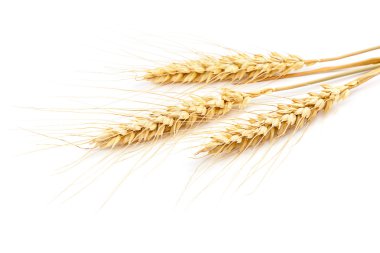 Beyaz arka plan buğday kulaklara demet.