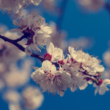 Güneşli bir günde kiraz çiçeklenme.