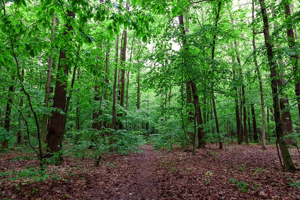 Bosque verde caducifolio en un día soleado — Foto de Stock