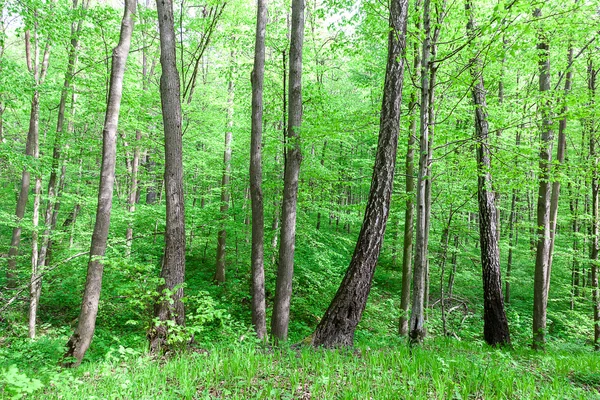 Groene bladverliezende wouden op een zonnige dag — Stockfoto