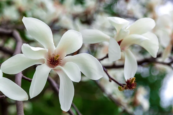 Flores de orquídea em um dia ensolarado — Fotografia de Stock