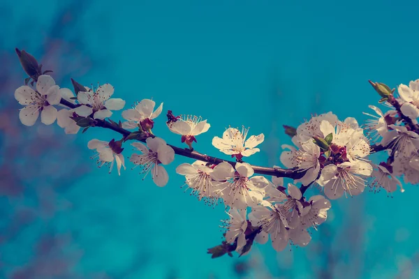 Blommande körsbär på en solig dag. — Stockfoto