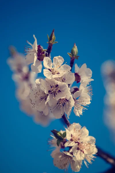 Blommande körsbär på en solig dag. — Stockfoto