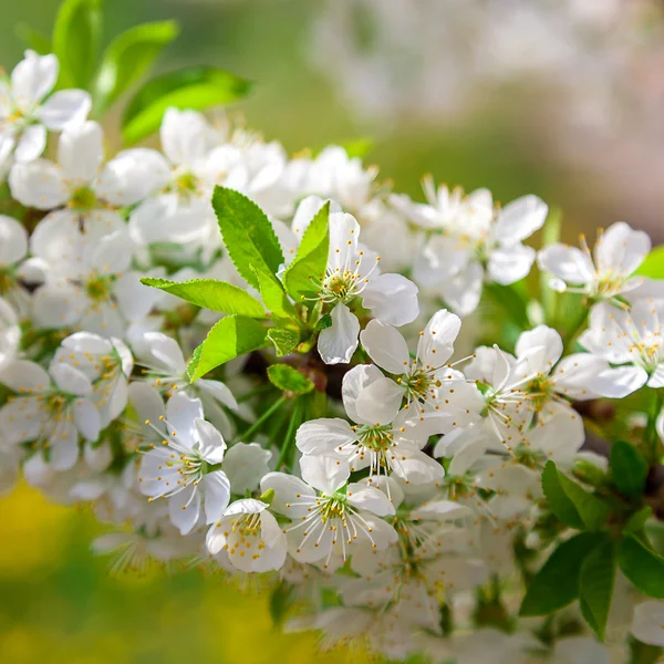 Fioritura ciliegia in una giornata di sole — Foto Stock