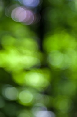 Doğal bulanıklık yeşil bahar ormandaki