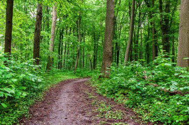 Güneşli bir günde yeşil yaprak döken orman