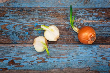 Ahşap kurullarında taze filizlenen soğan.