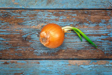 Ahşap kurullarında taze filizlenen soğan.