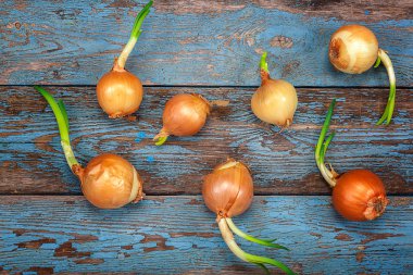 Ahşap kurullarında taze filizlenen soğan.