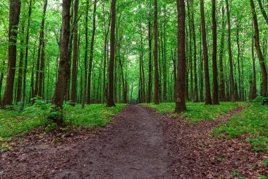 Güneşli bir günde yeşil yaprak döken orman