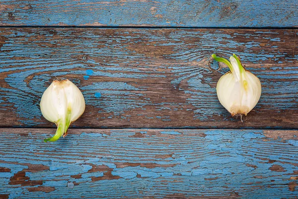 Ahşap kurullarında taze filizlenen soğan.