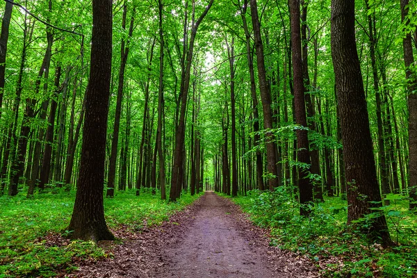 Groene bladverliezende wouden op een zonnige dag — Stockfoto