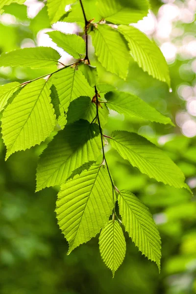 Tak met bladeren in druppels regen. — Stockfoto