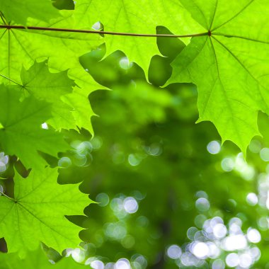 Güneşli günde akçaağaç yaprakları