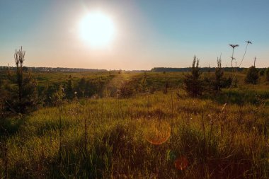 Bahar fidanlı yeşil tarla, buğday, çavdar.