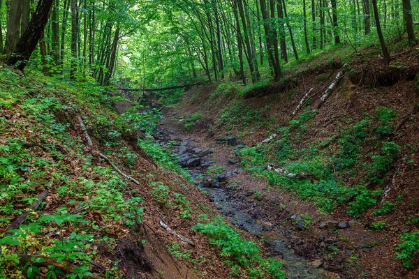 Bosque Húmedo Primavera Verde Con Senderos Arroyos — Foto de Stock