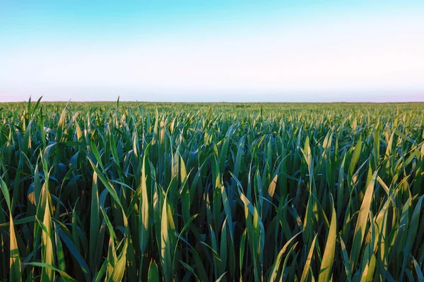 Campo Verde Con Plántulas Primavera Trigo Centeno —  Fotos de Stock