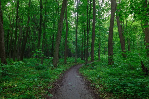 Verde Primavera Foresta Umida Con Sentieri Ruscelli — Foto Stock