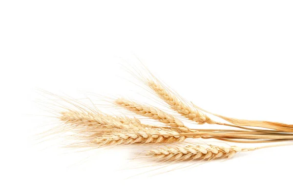 Sheaf Wheat Ears Isolated White Background — Stock Photo, Image