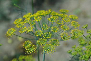 yeşil zemin üzerine önümüzdeki dereotu.
