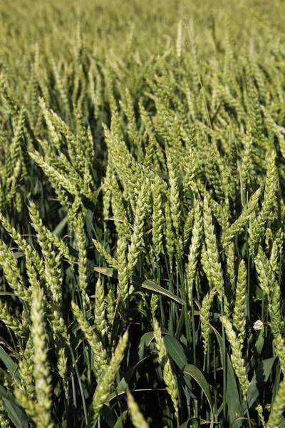Молодая пшеница на фоне поля . — стоковое фото