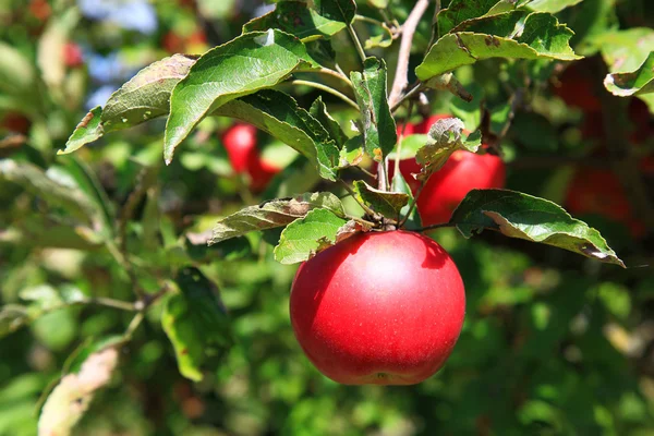 Pomme rouge sur un arbre dans le jardin par une journée ensoleillée . — Photo