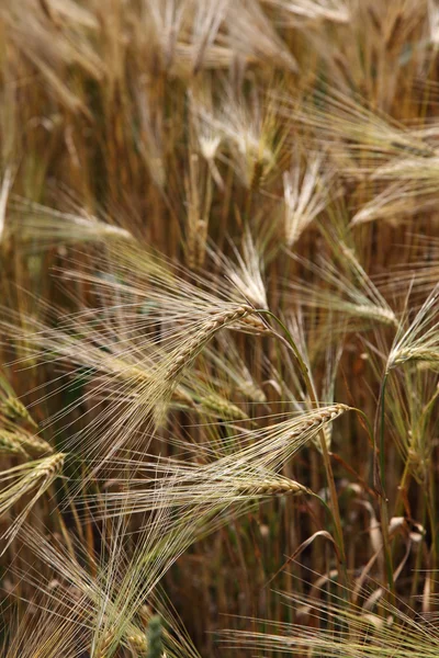 Uši pšenice na poli jako pozadí. — Stock fotografie