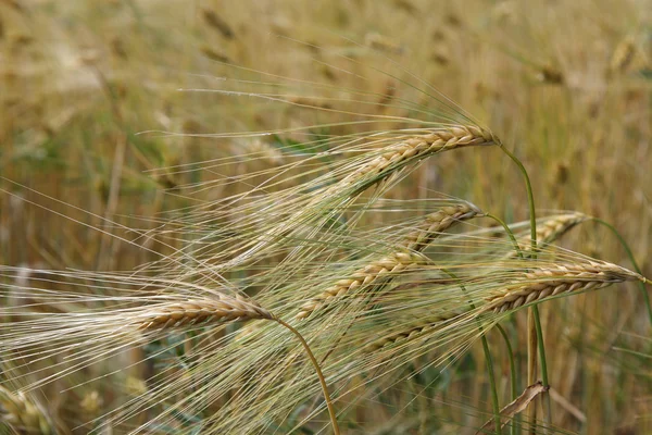 Ähren junger Weizen im Sommer auf einem Feld. — Stockfoto