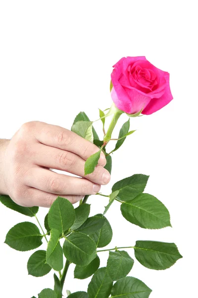 Rosa Rose in der Hand auf weißem Hintergrund. — Stockfoto