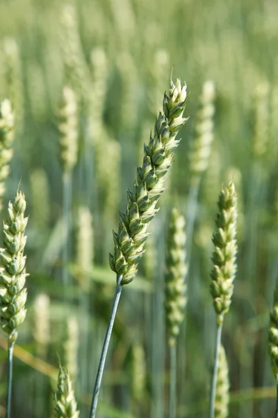 Молодая пшеница в поле летом . — стоковое фото