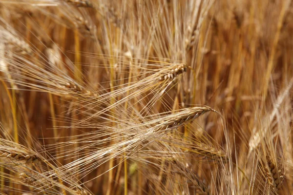 Oreille jeune champ d'orge en été . — Photo