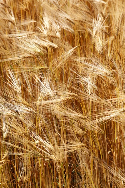 夏に耳若い麦畑. — Stock fotografie