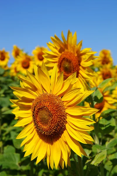 Girasoles en el campo contra el cielo azul . — Foto de Stock