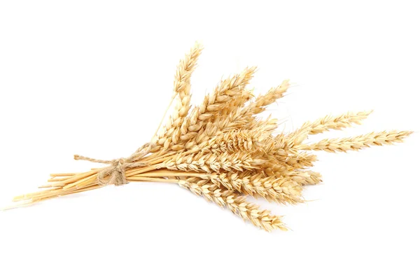 Wheat ears on white background. — Stock Photo, Image