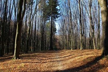 sonbahar ormanda güneş ışığı ve gölgeler.