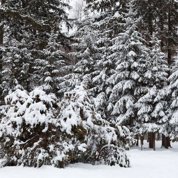 Paisaje invernal con abetos cubiertos de nieve . — Foto de Stock