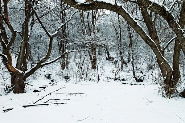 Baum Tanne Beschneit Baum Tanne Beschneit