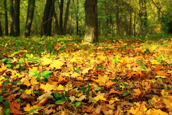 Ljusa färgglada löv i höst skog. — Stockfoto