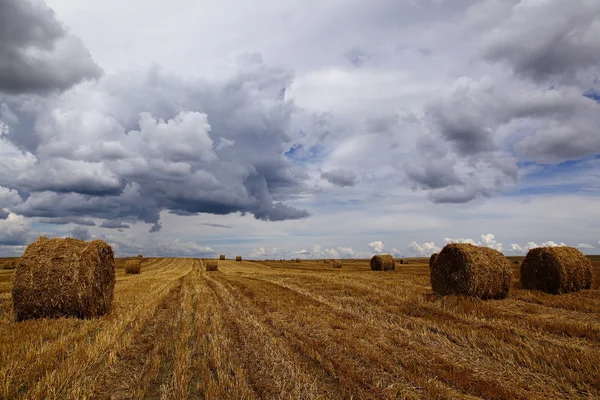 Geoogste tarweveld met hooi rollen op de achtergrond van een stor — Stockfoto