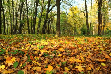 sonbahar orman parlak renkli yaprakları.