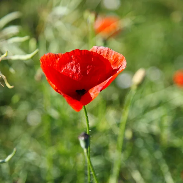 Hermosas amapolas rojas en un campo . — Foto de Stock