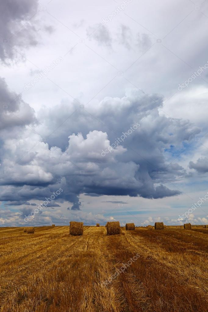 Harvested wheat field with hay rolls on the background of a stor