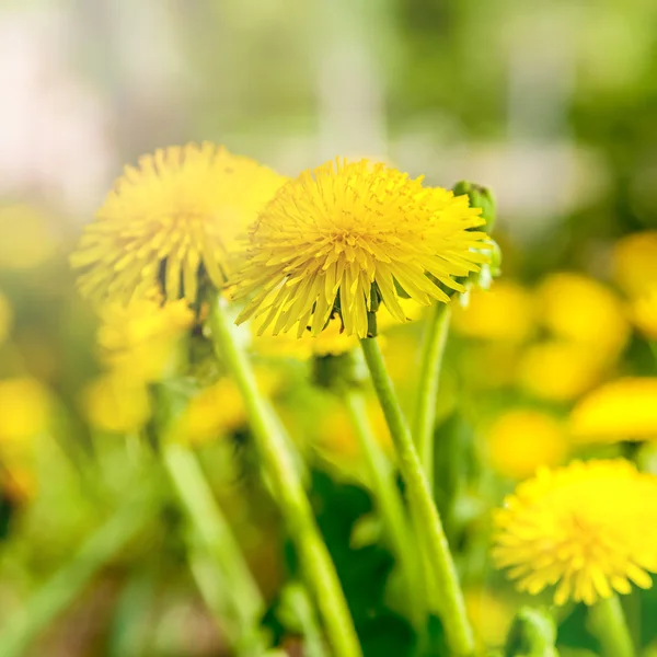 Dente-de-leão em um contexto de flores e grama verde . — Fotografia de Stock