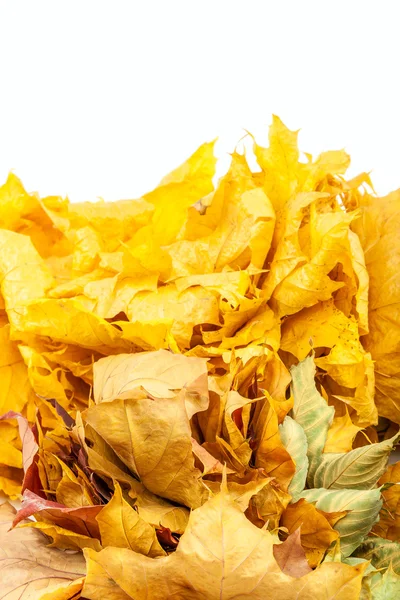 Trockene Herbstblätter isoliert auf weißem Hintergrund. — Stockfoto