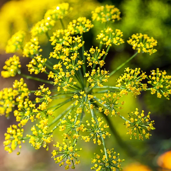 Dill blomsterstand på en grøn baggrund . - Stock-foto