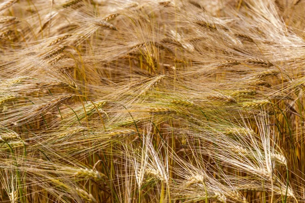 As orelhas de trigo no campo como fundo . — Fotografia de Stock