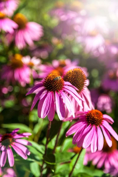 Pink flowers on a background of green grass. — Stock Photo, Image